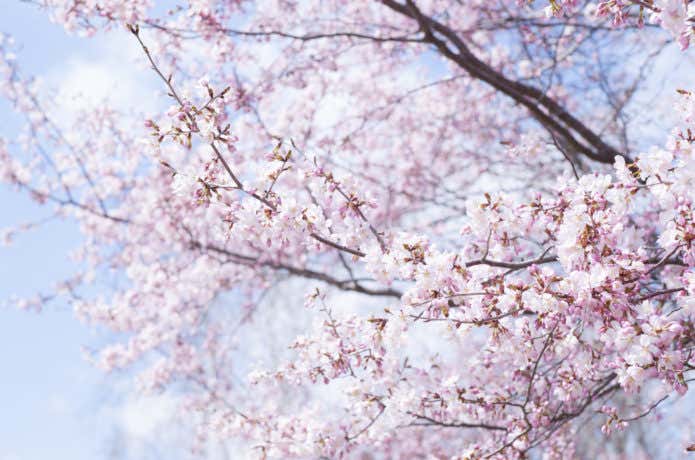 桜