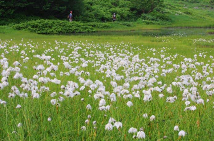 ワタスゲと湿原 火打山