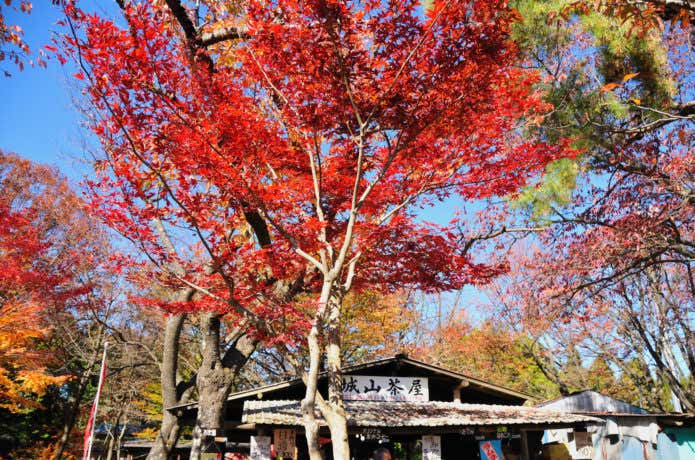 城山山頂にある秋の城山茶屋