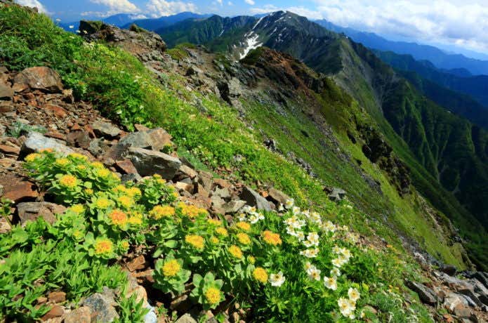 間ノ岳の稜線と高山植物