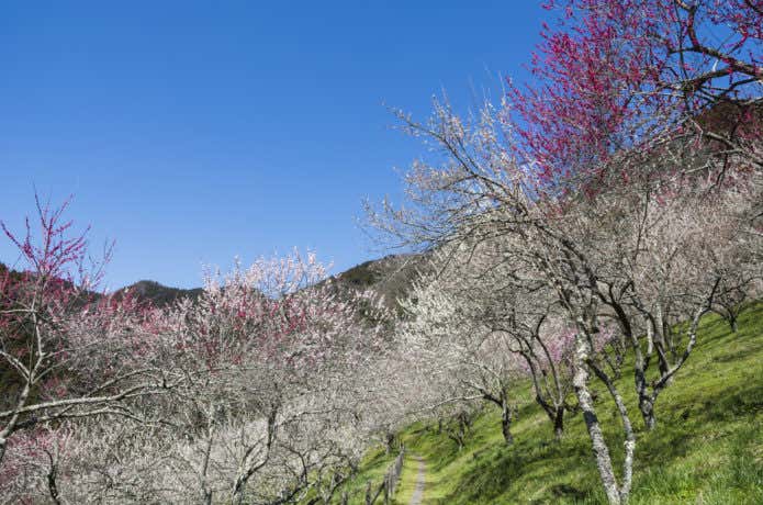 湯河原梅林