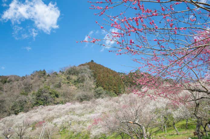 高尾梅郷