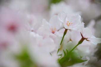 桜の花柄