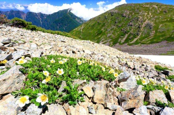高山植物