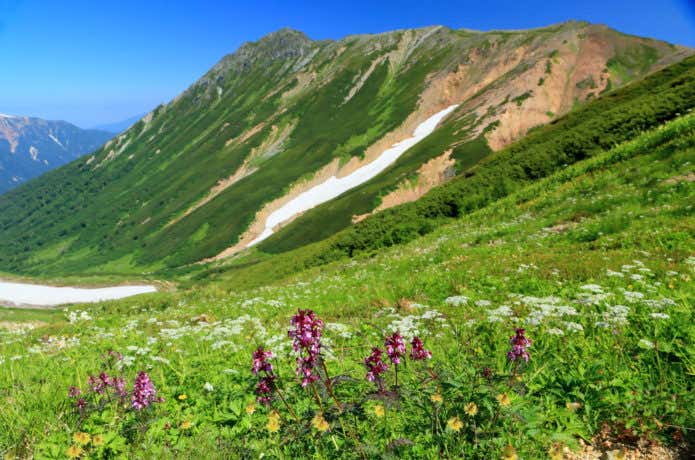 水晶岳と高山植物