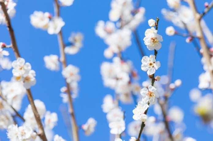 梅の花