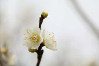 梅の花柄