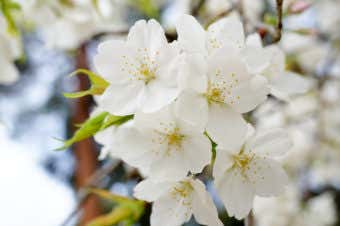 桜の花びら