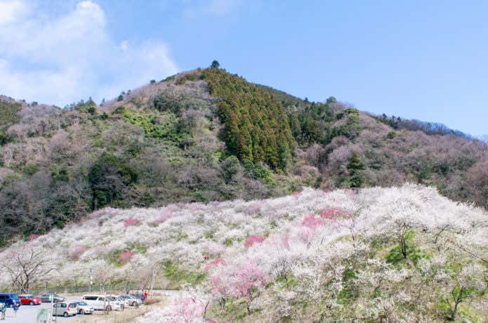 高尾梅郷の梅林