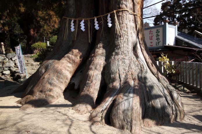 筑波山神社の大杉