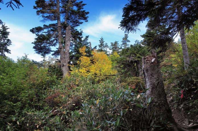 火打山 ブナ林