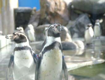 蓼科アミューズメント水族館