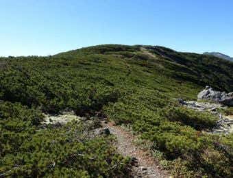 ハイマツに覆われた十石山山頂