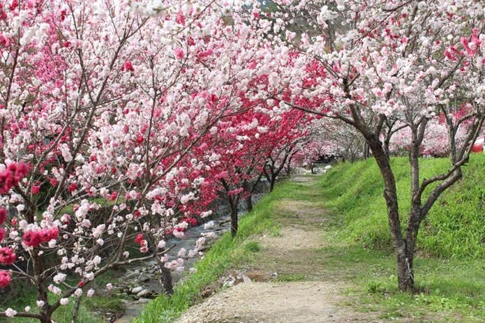 月川温泉郷 花桃の里 花桃まつり