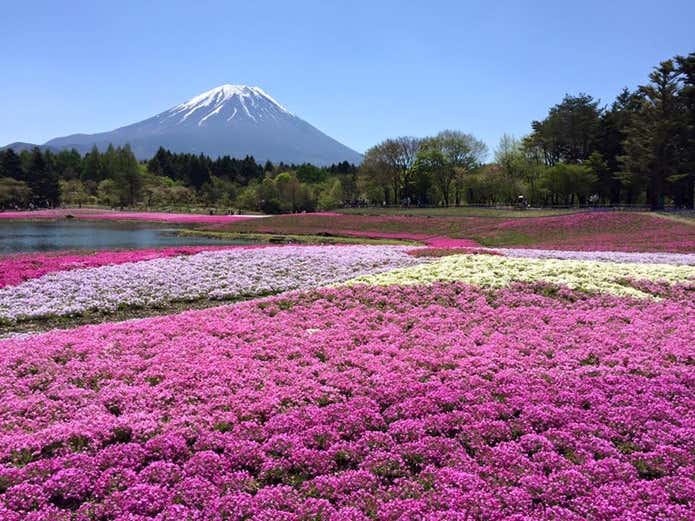 富士芝桜まつり