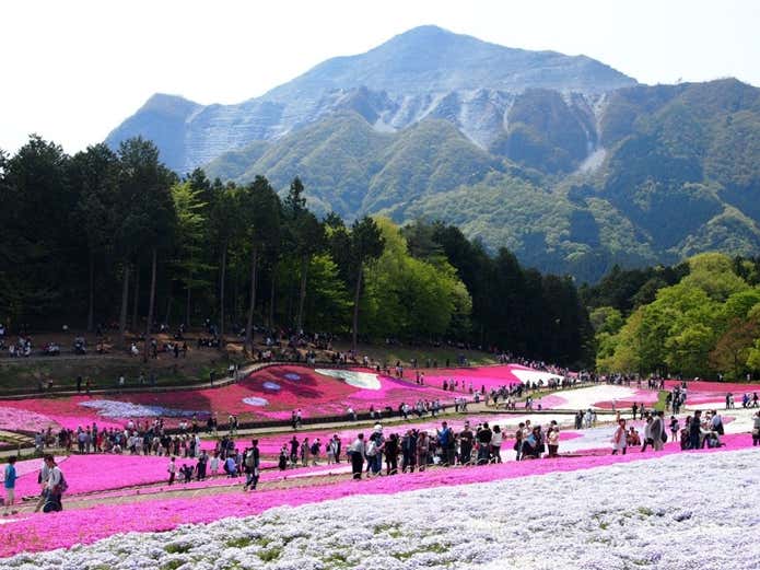 羊山公園 芝桜の丘