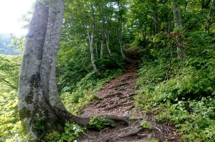 雨飾山の登山道　森林