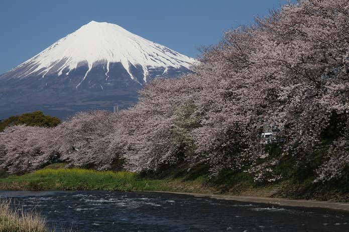 富士山と桜