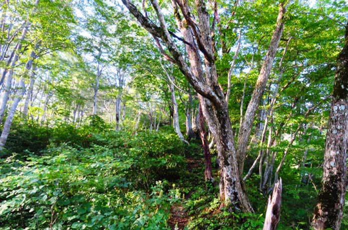 越後駒ケ岳の樹林帯