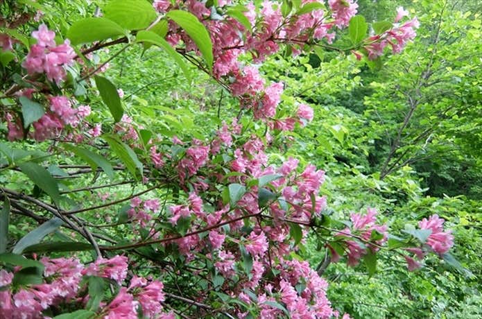 高妻山 高山植物 サワウツギ
