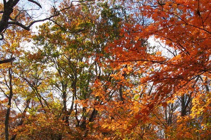 ブナ林の紅葉