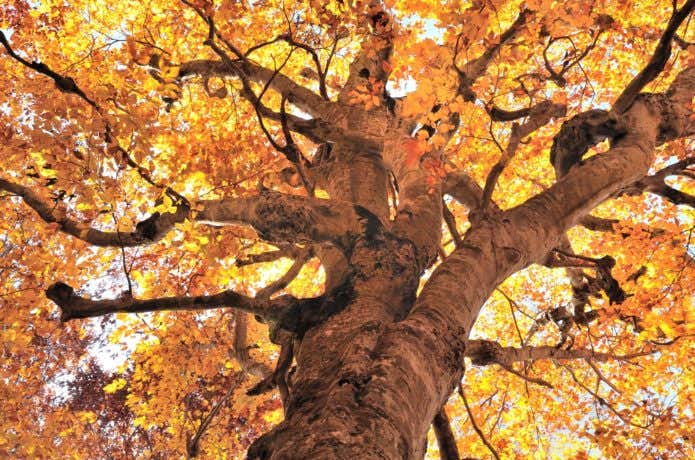 雨飾山ブナ林の紅葉