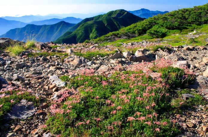 聖岳山頂のチングルマの写真