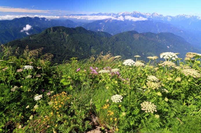雨飾山の高山植物