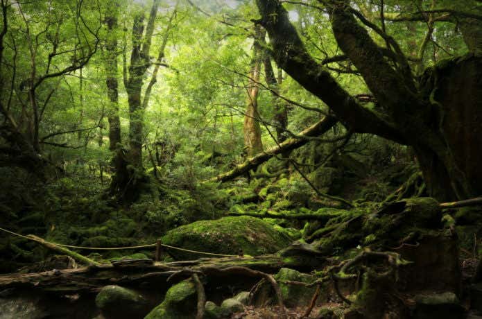 屋久島