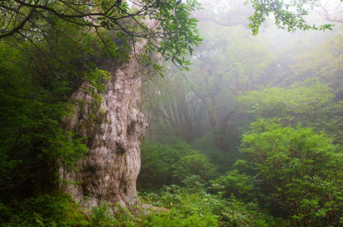 屋久杉