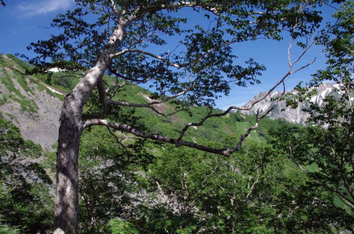 唐松岳ダケカンバの樹林帯
