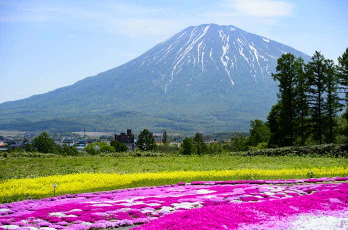 三島さん家の芝桜