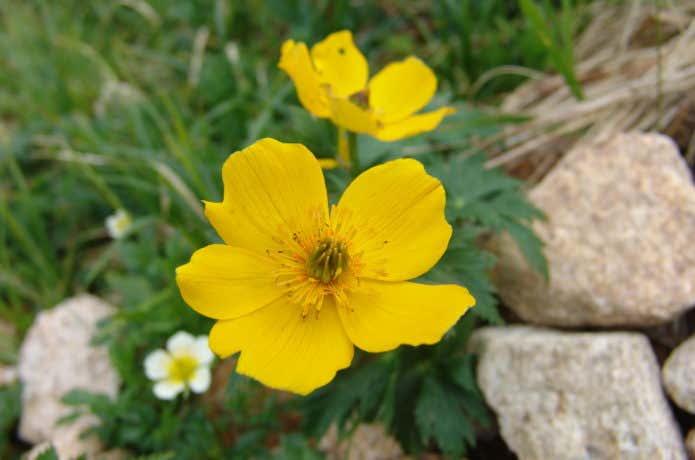 シナノキンバイノ花びら