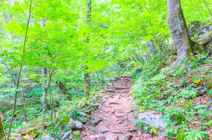 奥多摩三山の登山道