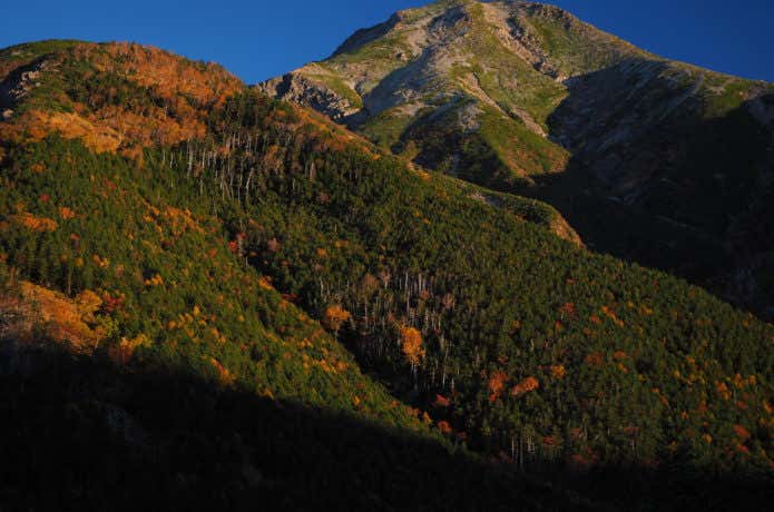 紅葉の聖岳の写真