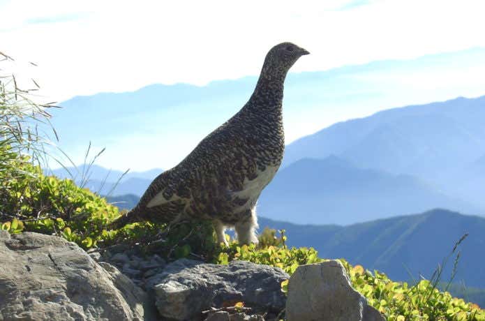 南アルプスの雷鳥