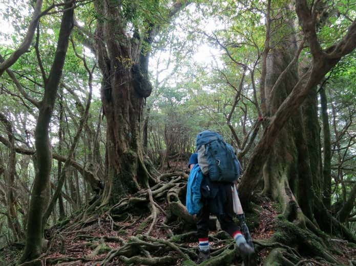 屋久島
