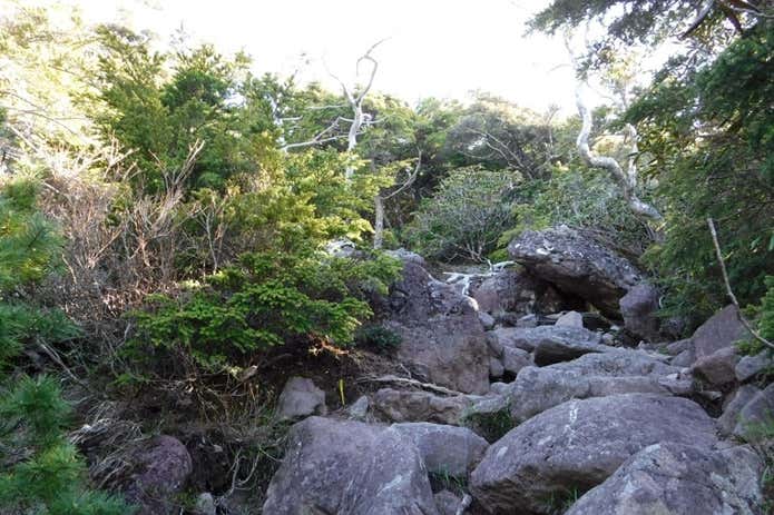 編笠山山頂前の登山道