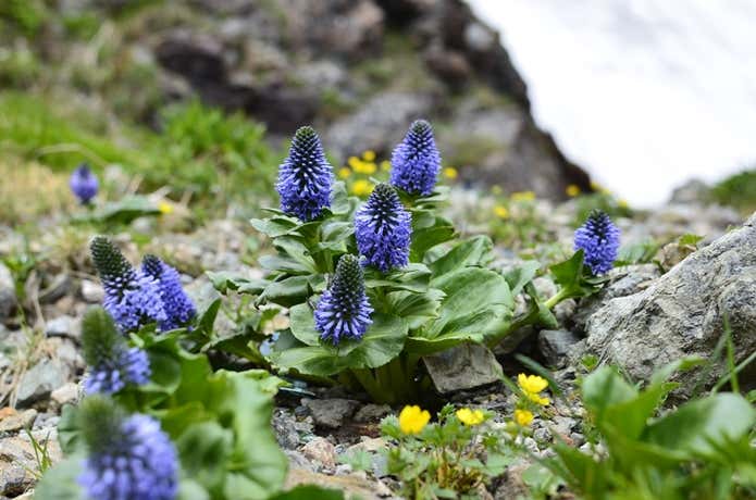 白馬岳　お花畑