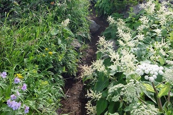 羊蹄山 お花畑