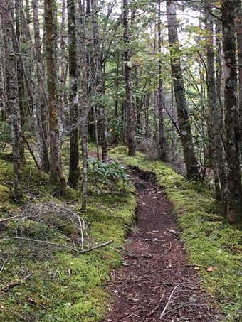 御小屋山周辺の登山道