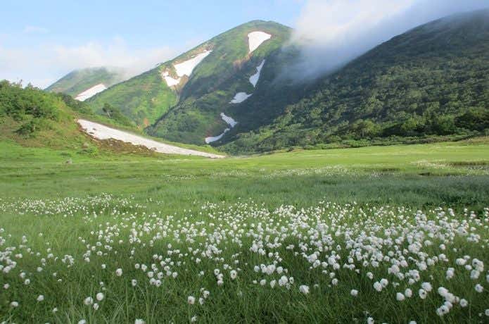 火打山　お花畑