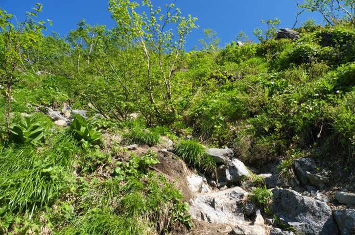 幌尻岳山頂手前