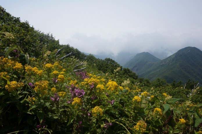 三眺山近くのお花畑