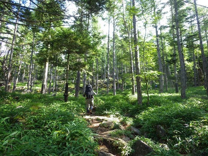 観音平からの登山道