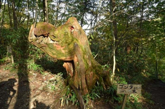 蝶ヶ岳 ゴジラの木