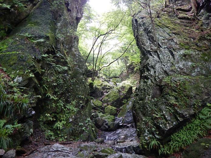 棒ノ折山の沢