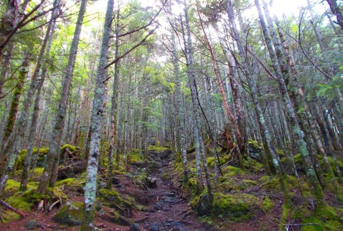 西岳への登山道