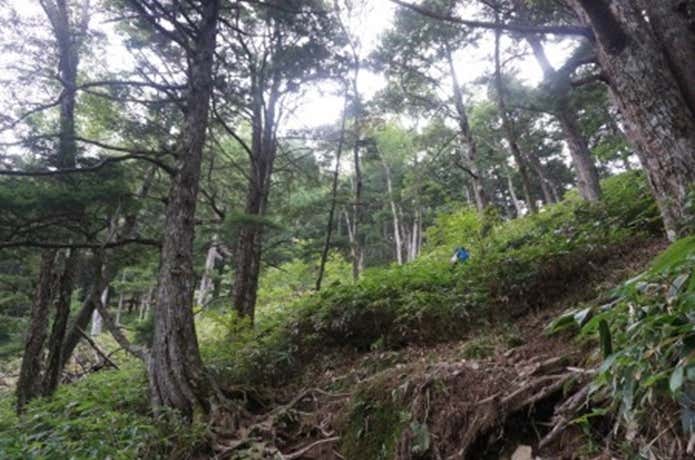 蝶ヶ岳　登山道　坂道