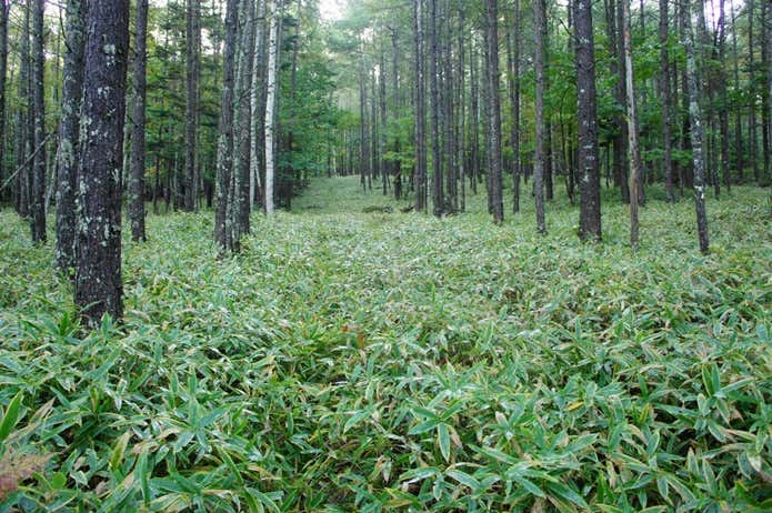 登山道の笹薮